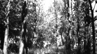 Nest - Call of the Wild