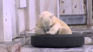 飲みたかったけど我慢したアイラ~Polar Bear