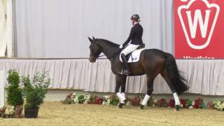 Schettler-Pferde, Fabula Ria, 2013, Franziskus X Likoto Xx