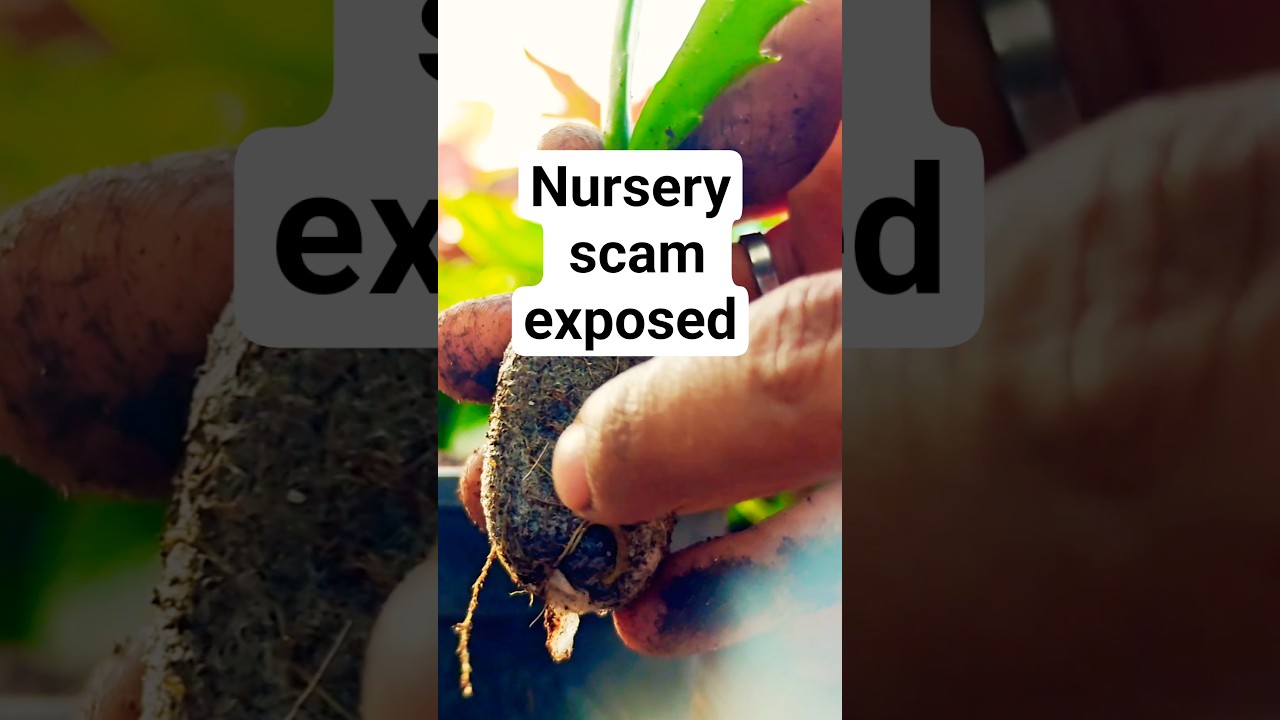 Nursery scam exposed 😞
