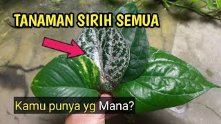 Mengenal 4 Jenis Tanaman Sirih