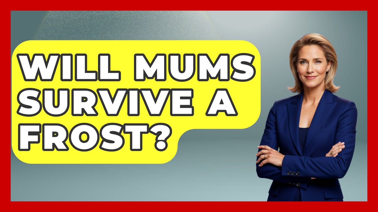 Will Mums Survive A Frost? - Weather Watchdog