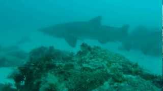 Diving with Grey Nurse Sharks at Julian Rocks NSW.wmv