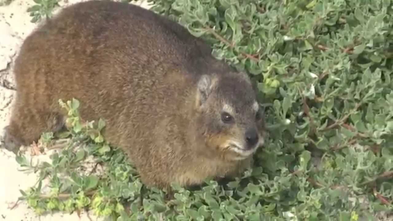 Rock Dassie (Rock Hyrax)
