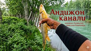 Marinka baliqlari qaytdi! Andijon kanalidan ajoyib ov jarayoni.