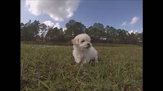 Maltipoo puppies for sale in Florida - Miami - Orlando - Sarasota - Tampa - St. Pete