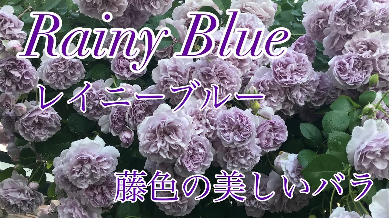 藤色の美しいバラ レイニーブルー Rainy Blue Youtube 藤色の美しいバラ レイニーブルー Rainy Blue Youtube