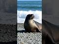 Seal #viral #wildlife #sea #ocean #study #facts #education #shorts #viralvideo #science #biology