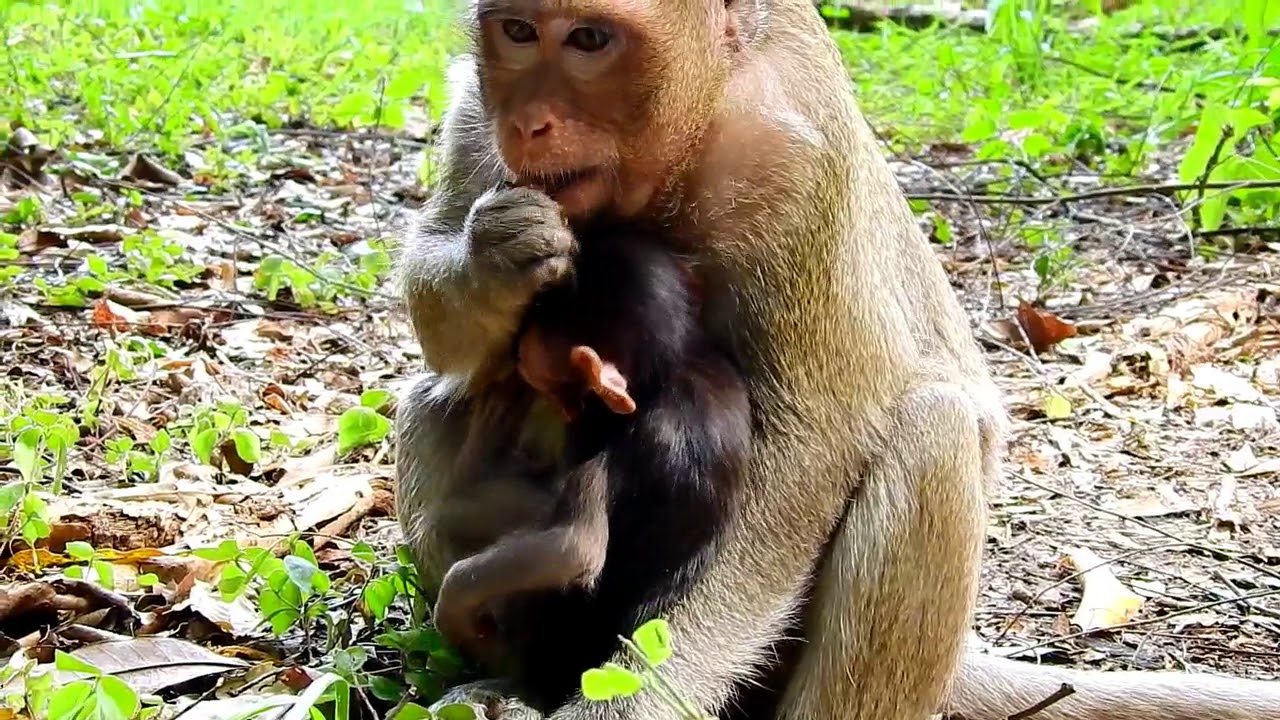 Monkey mother COCO and cute baby Copper | Baby monkey playing with mom