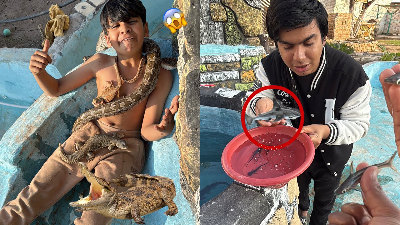 Talli Pr Wild Animals Chor Dea 😱 Shark Ka Baby Pakar Liya 😮