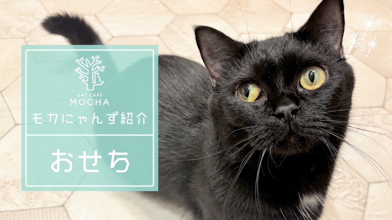 おせち(マンチカン♂) 幕張新都心店 - YouTube