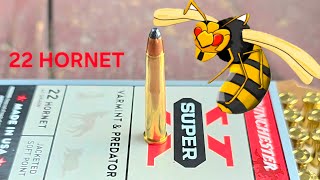 22 Hornet handloading: A dream come true!
