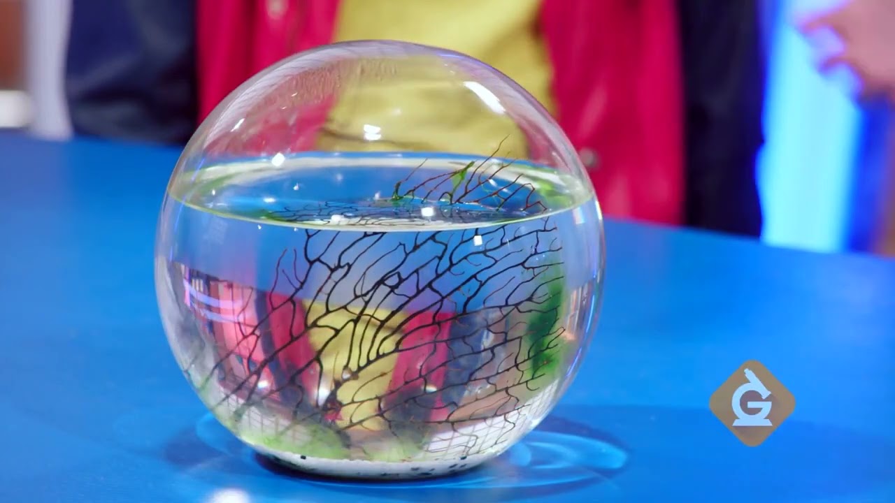 "Ecosystems" Science Lesson for Grades 3 -5  -  Generation Genius: a K-8 Science teaching resource