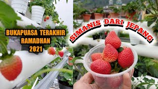 Panen Strawberry Manis Dari Jepang buat bukapuasa terakhir, tanam hidroponik