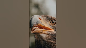 "Majestic Hawks in the Wild: Behavior, Habitat, and Bird of Prey Insights | Hawk Species" 🦅🦅#english