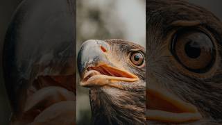 Majestic Hawks In The Wild Behavior Habitat And Bird Of Prey Insights  Hawk Species english