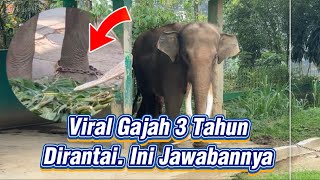 Viral: Zidan the Elephant Chained for Three Years at Bukittinggi Zoo, West Sumatra