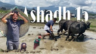 पोखराको लोकल भाकामा धान रोपाई || The Best Ropai In Pokhara || Rice Cultivation || Dhan Ropai Nepal