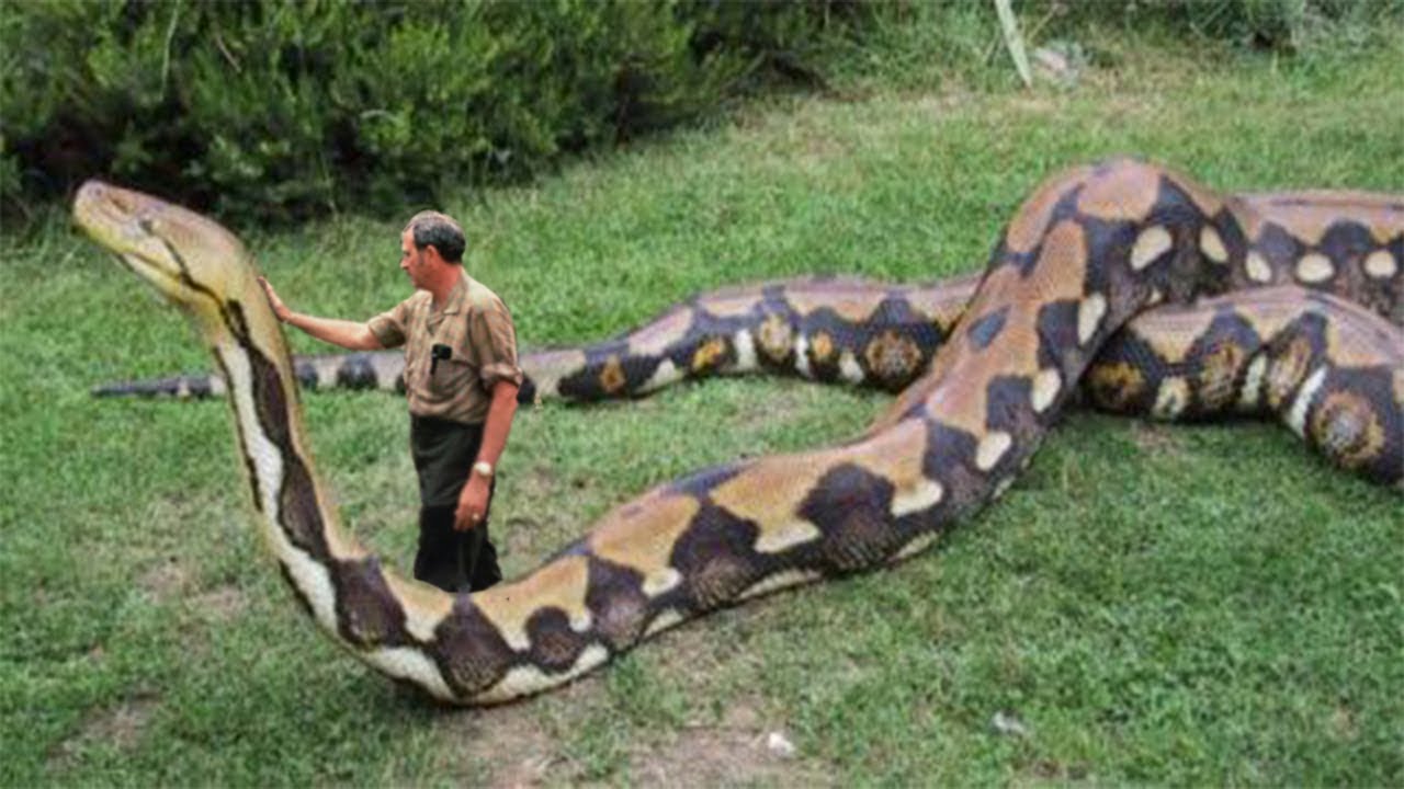 World s Biggest Snake Found In Amazon River Biggest Python Snake 