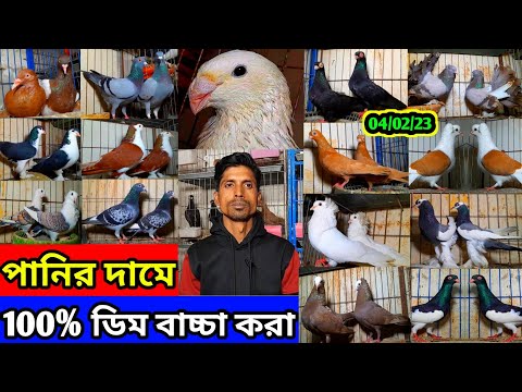 একদম পানির দামে কবুতর বিক্রি🤔ডিম+বাচ্চা গ্যারান্টি সহ কম দামে ফেন্সি কবুতর কিনুন