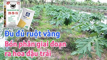 Kỹ thuật trồng đu đủ: P18-Bón phân giai đoạn ra hoa đậu trái giúp đu đủ tăng đậu trái