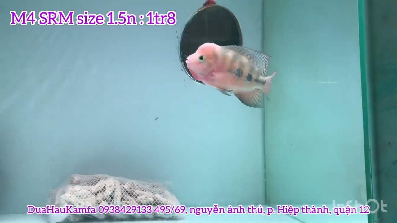 Lên lô khỉ đỏ vip giá ổn cho ae quẹo lựa.| DUAHAUKAMFA.| 0938429133( zalo).| #DUAHAUKAMFA. #calahan