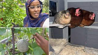 Qaraabo Bilahaan Xaalka Beertayda 🐓🍉🥒