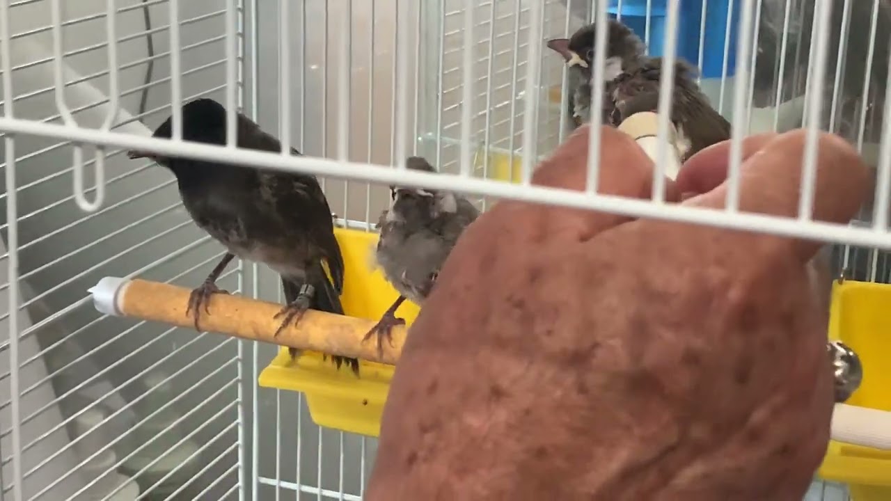 موسم تكاثر البلابل كيف تعرف الافراخ بصحة جيدة