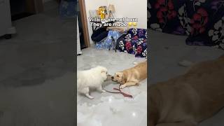 Dhoka hua hai mere sath😢😅 #dogfight #siblings #doglife #dogmom #chikusdodo #shorts