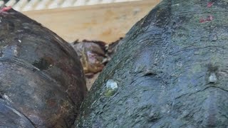 How to cook and eat snapping turtle