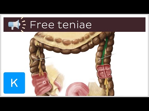 Free teniae | Anatomical Terms Pronunciation by Kenhub
