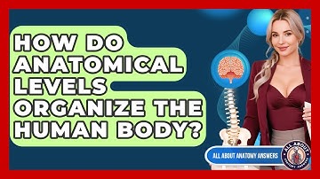 How Do Anatomical Levels Organize The Human Body? - All About Anatomy Answers