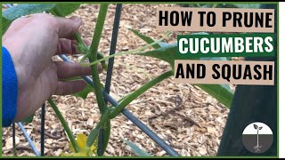 How to prune cucumbers and squash