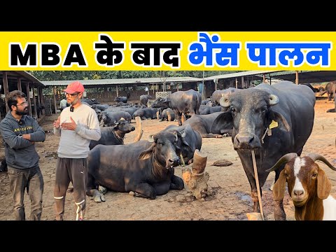MBA करने के बाद शुरू किया भैंस पालन + बकरी पालन | Successful Buffalo Dairy Farming
