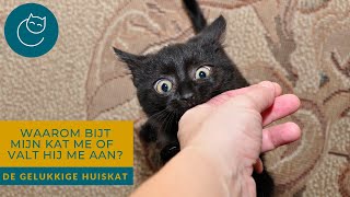 WAAROM KATTEN SOMS HUN EIGENAAR BIJTEN!  De gelukkige huiskat | Kattengedrag