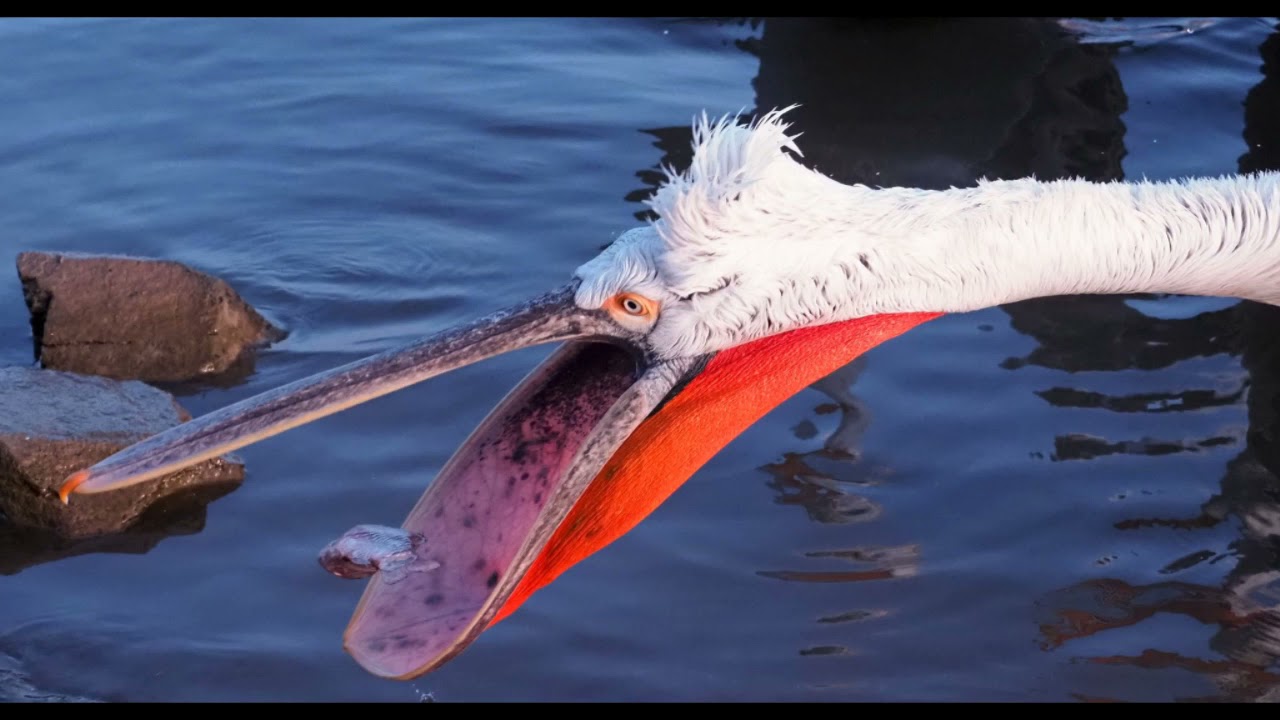 Big Birds of Bulgaria and Greece