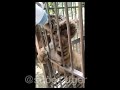 小老虎喝了一大瓶奶还嫌不够
