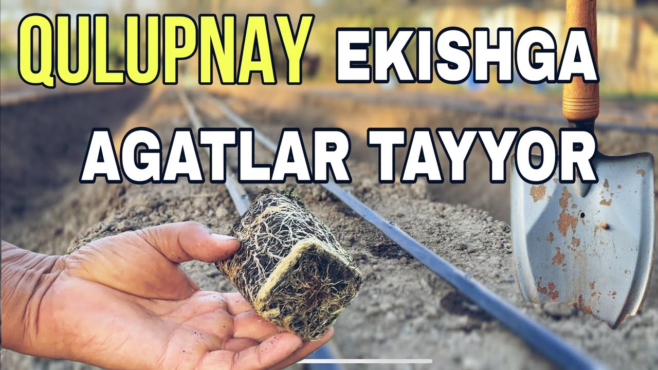 “Qulupnay Ekish Sirlarini Jamshid Aka Bilan O‘rganamiz! | Ko‘chat Tanlash va Agat Tayyorlash”