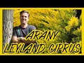 Arany leyland ciprus (Cupressocyparis leylandii 'Gold Rider')