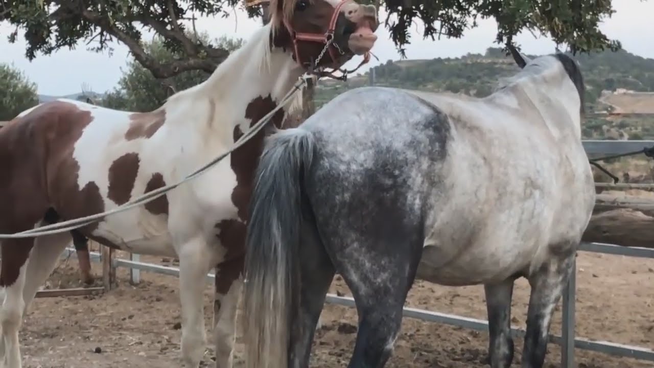 Horse Meeting In England Episode 1 - YouTube