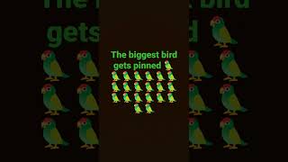 bird