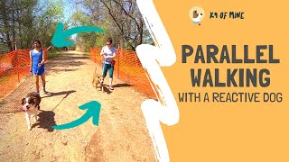 Parallel Walks With a Reactive Dog