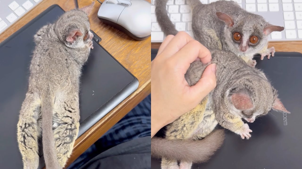 マッサージで全身が伸びちゃう猿。 - YouTube