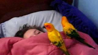 the birds waking up my sister by MissSadieSue 10,353,397 views 15 years ago 4 minutes, 22 seconds