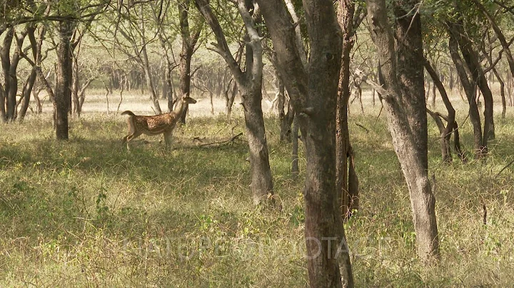 Spotted Deer (Axis axis) shouting alarm-call, as warning for others a Tiger is near.