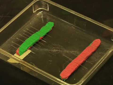 Generation of Stable Transgenic C. elegans Using Microinjection