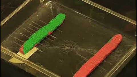 Generation of Stable Transgenic C. elegans Using Microinjection