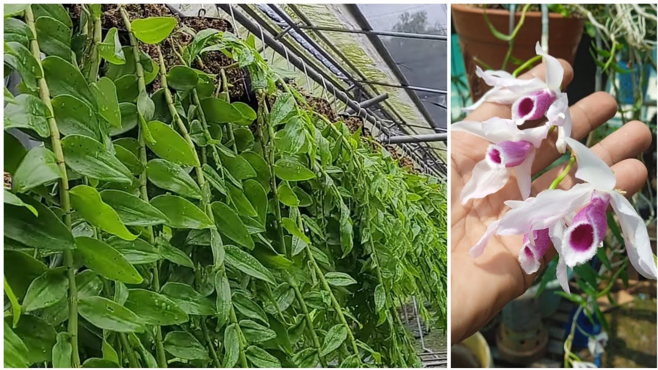 Cara sederhana merawat anggrek tirai