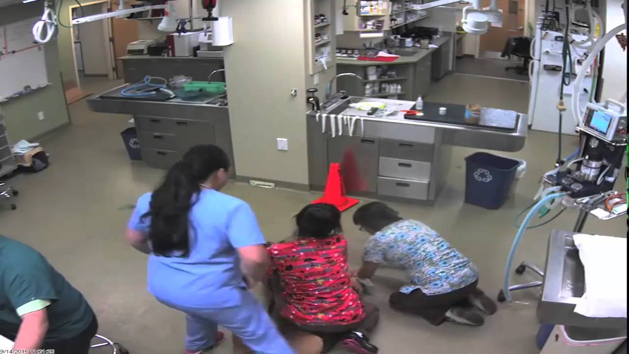 Veterinarian Derby Vet rides dog like a horse YouTube