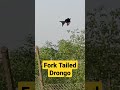 Fork tailed drongo viral trending youtubeshorts shorts short shortsbirds drongo love